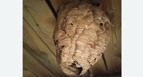 Обработка от шершней в Демихово