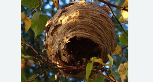 Уничтожение шершней в Демихово