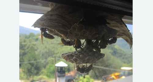 Уничтожение гнёзд шершней в Демихово