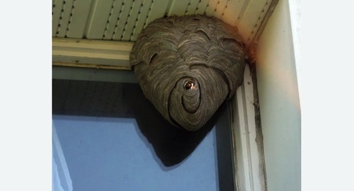 Уничтожение ос в Демихово