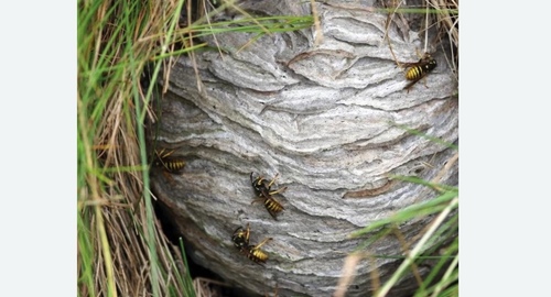 Уничтожение ос и ульев в Демихово