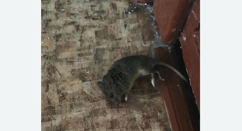 Дезинфекция от мышей в Демихово