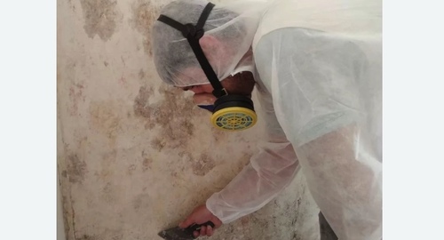 Обработка стен от плесени в Демихово