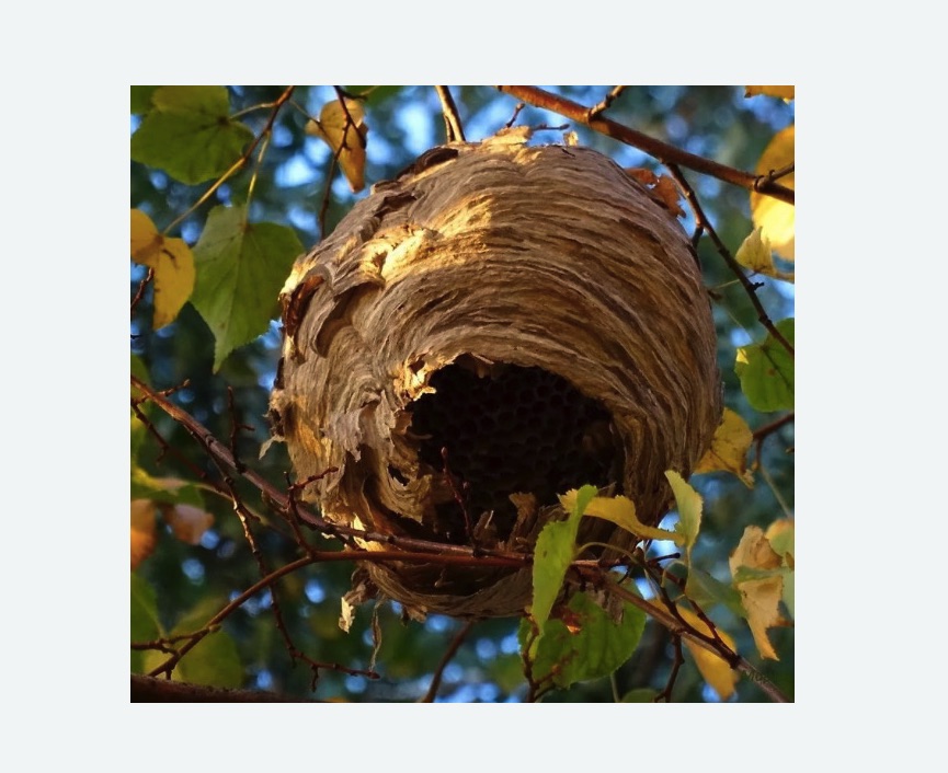 Обработка от шершней в Демихово