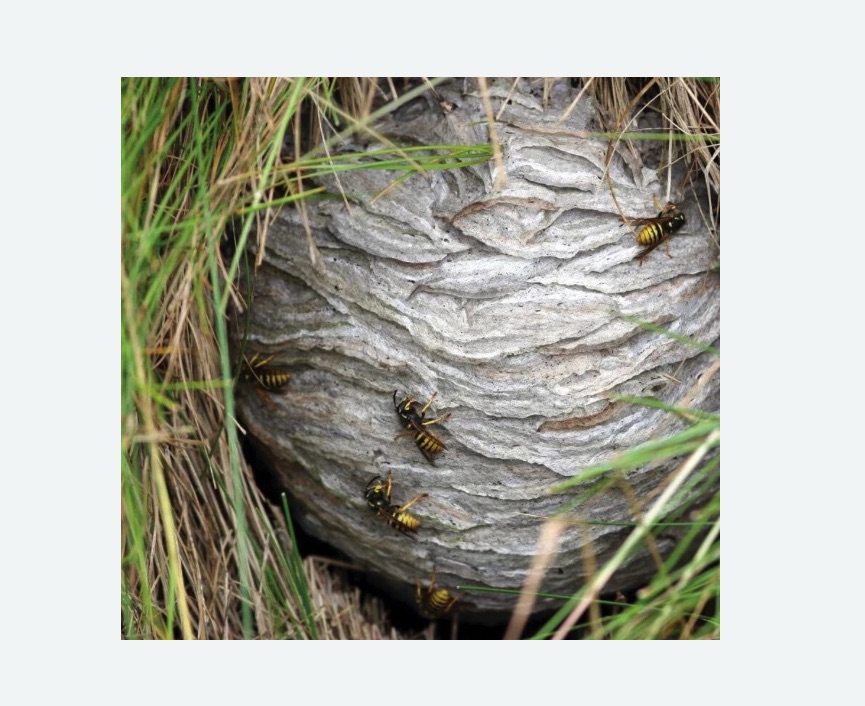 Уничтожение ос и ульев в Демихово